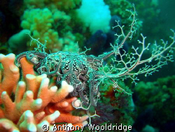 Basket Star on noble coraltaken at Crossroads in Port Eli... by Anthony Wooldridge 